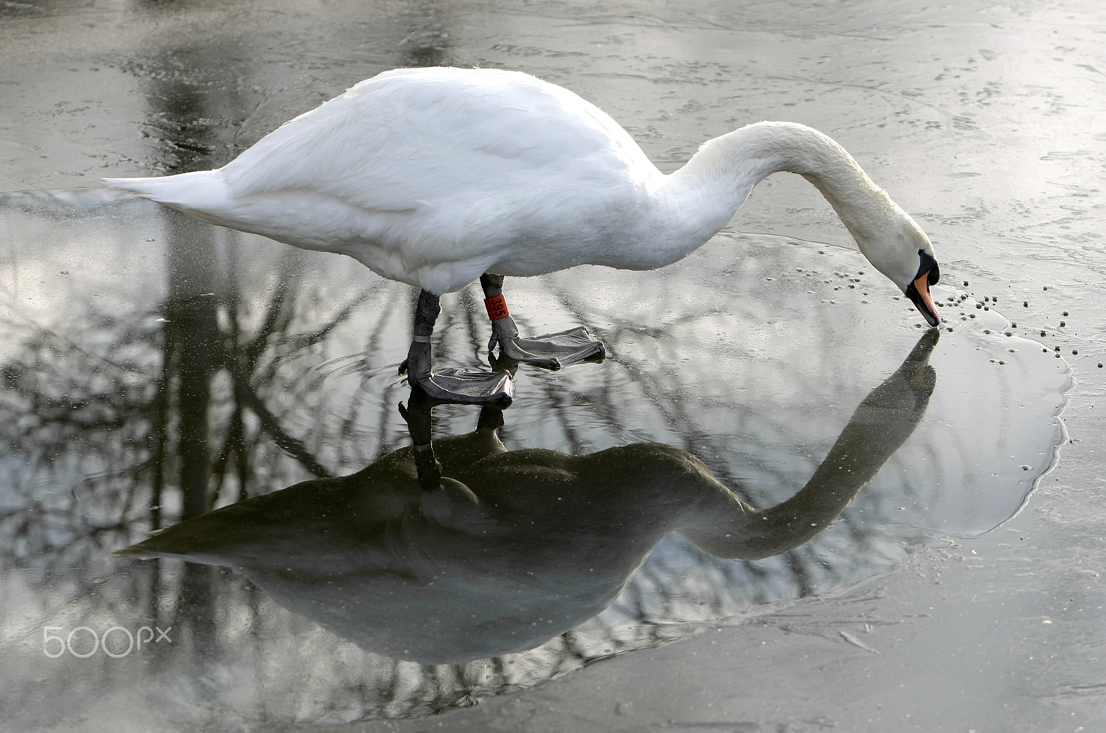 Canon EOS-1D Mark III sample photo. Swan ice photography
