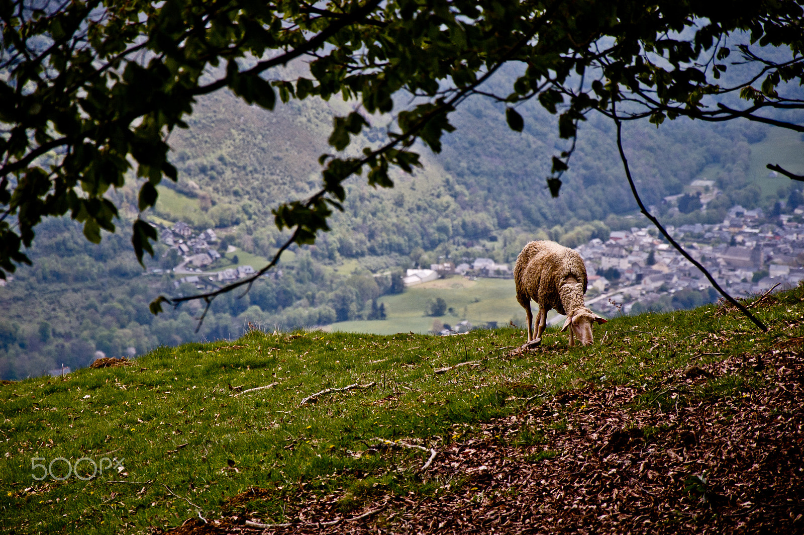 Nikon D50 sample photo. Sheep and photography