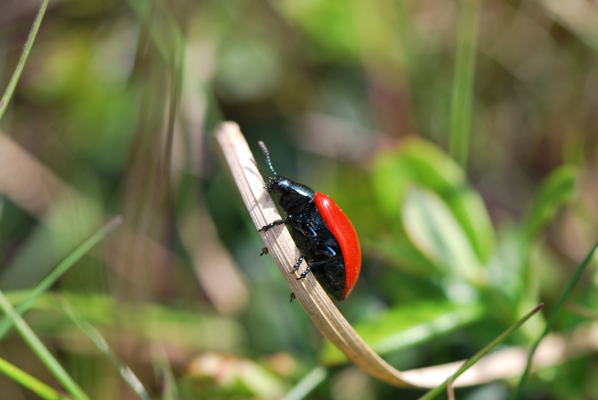 Nikon D60 sample photo. Climbing  photography