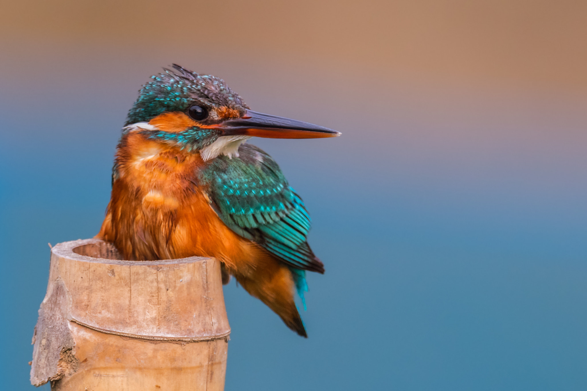 Nikon AF-S Nikkor 800mm F5.6E FL ED VR sample photo. Common kingfisher (male) পত মছরঙগ alcedo atthis photography