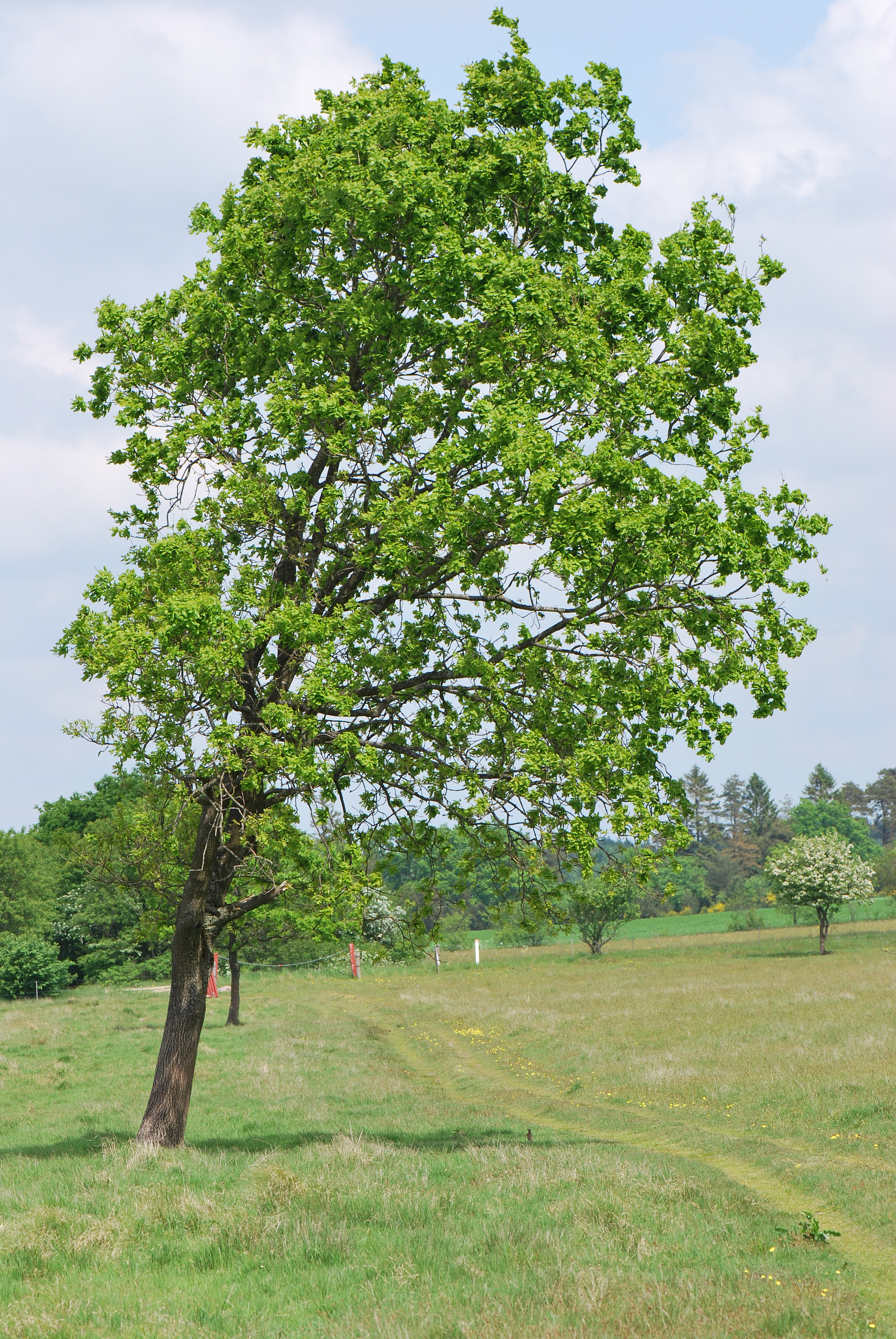 Nikon D60 sample photo. Leaning tree photography