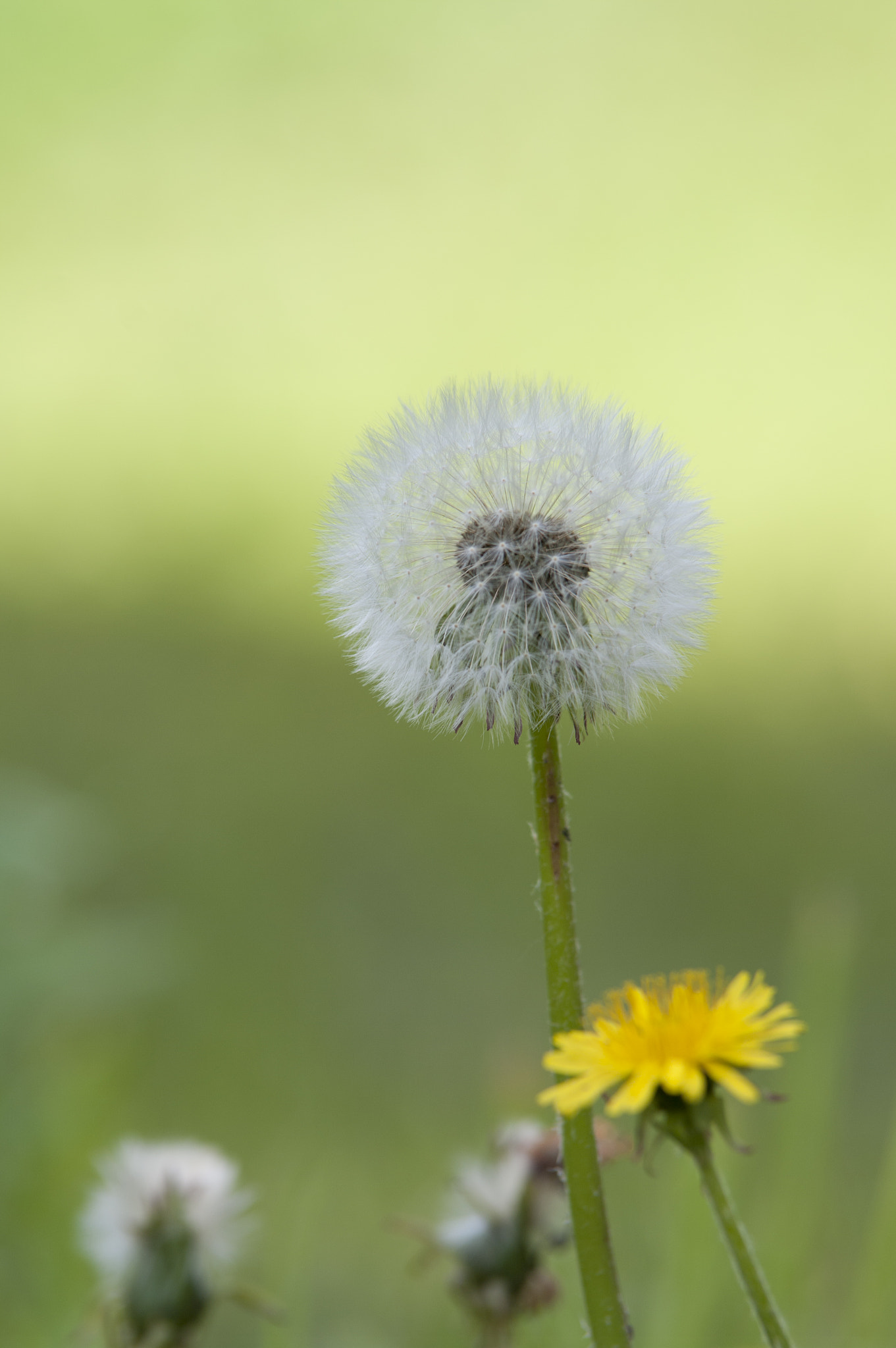 Pentax K20D sample photo. Dandelion photography
