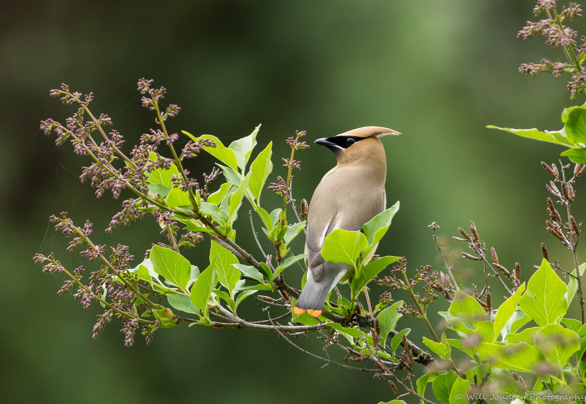 Canon EOS 550D (EOS Rebel T2i / EOS Kiss X4) + Canon EF 400mm F5.6L USM sample photo. Cedar waxwing         _mg_6898.jpg photography