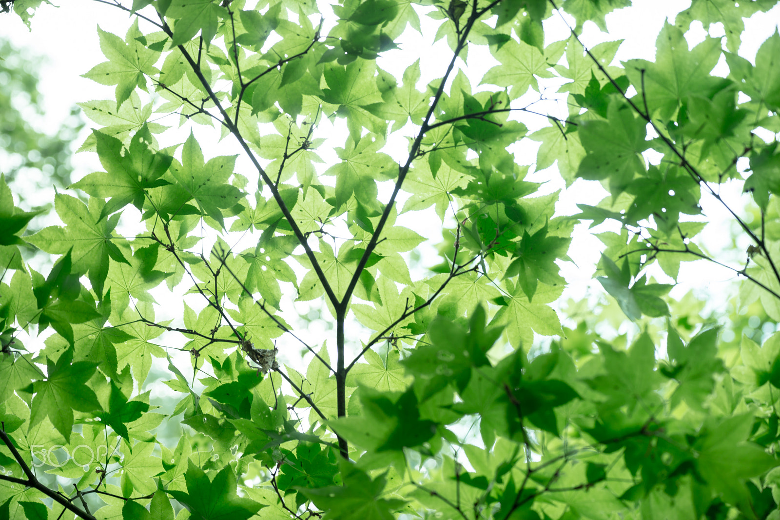 Tamron SP 70-300mm F4-5.6 Di USD sample photo. Spring greenery photography