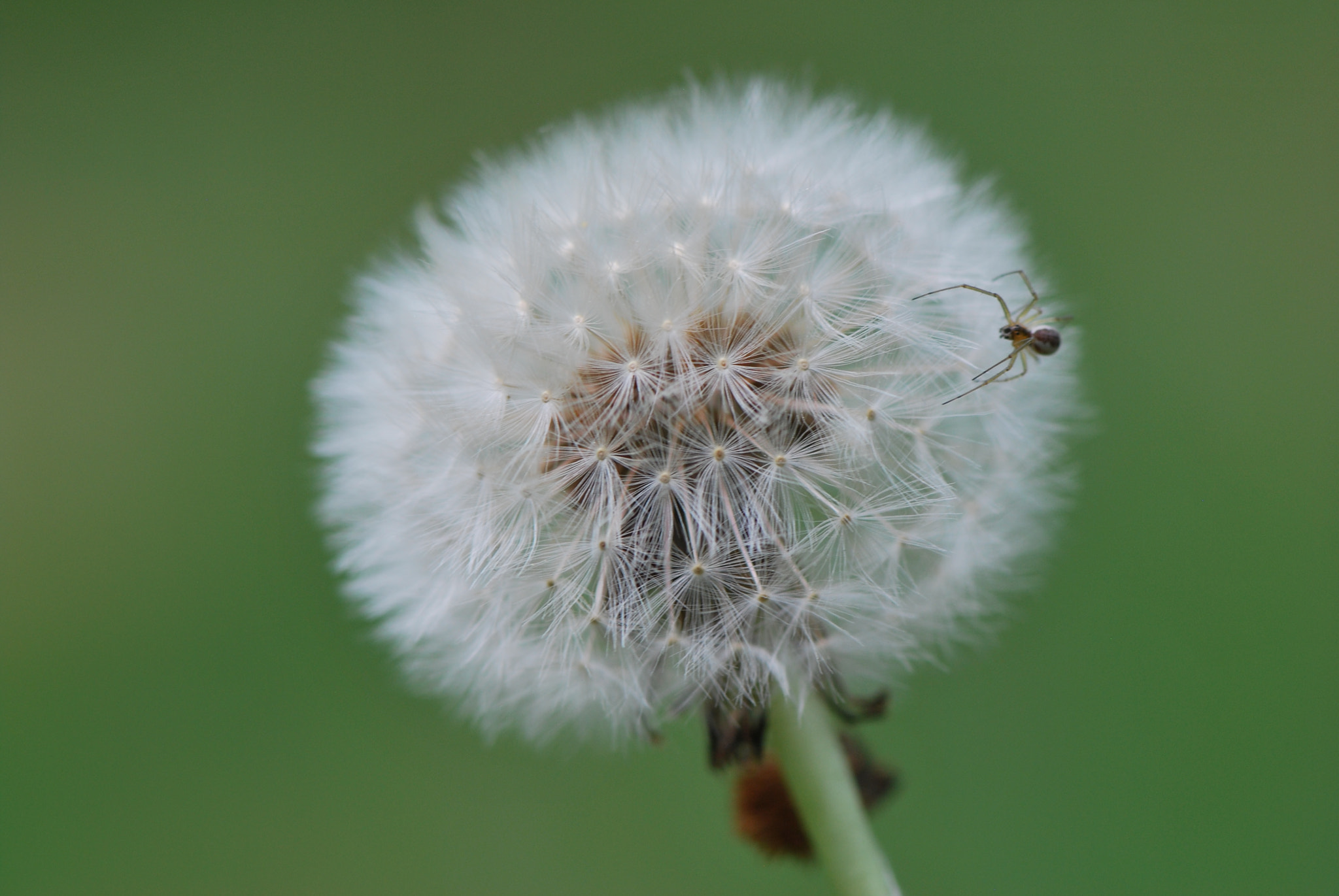 Nikon D60 sample photo. Dandelion  photography