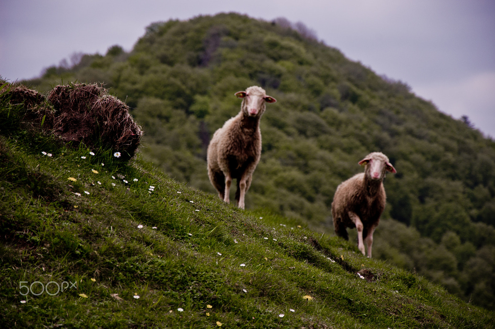 Nikon D50 sample photo. Sheep photography