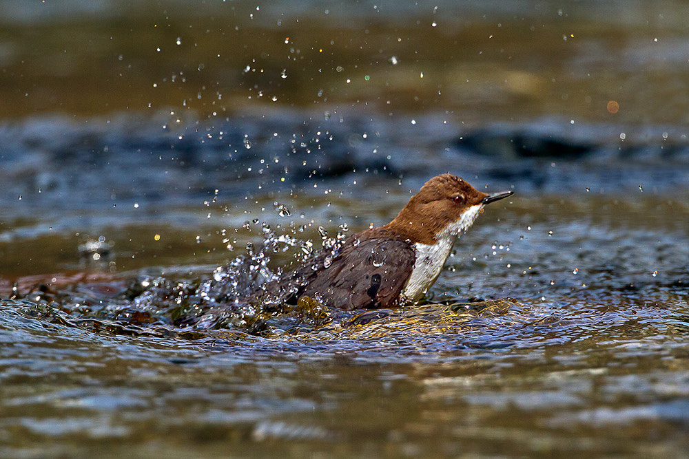 Canon EF 300mm F2.8L IS II USM sample photo. Merlo acquaiolo photography