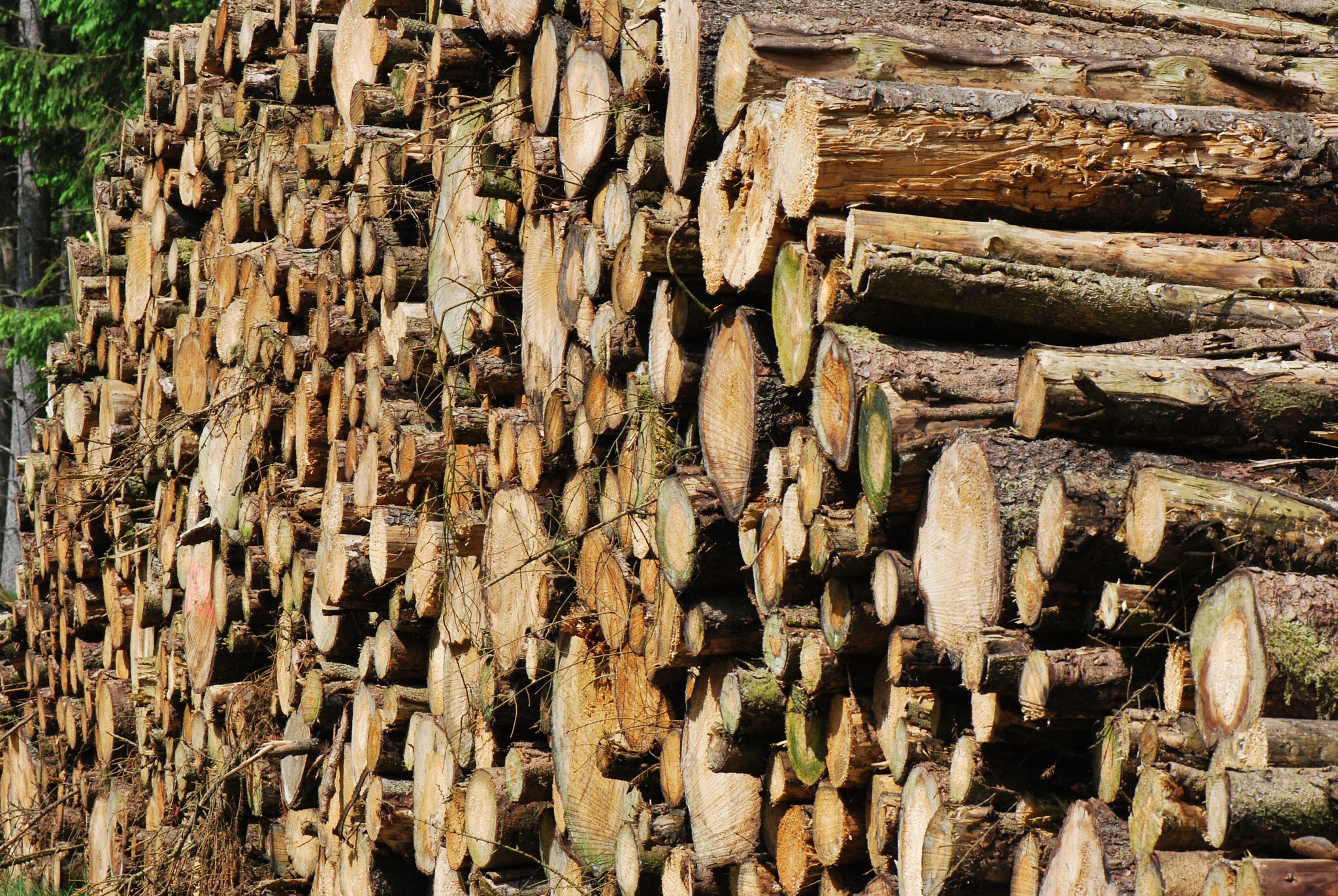 Nikon D60 sample photo. Logs photography