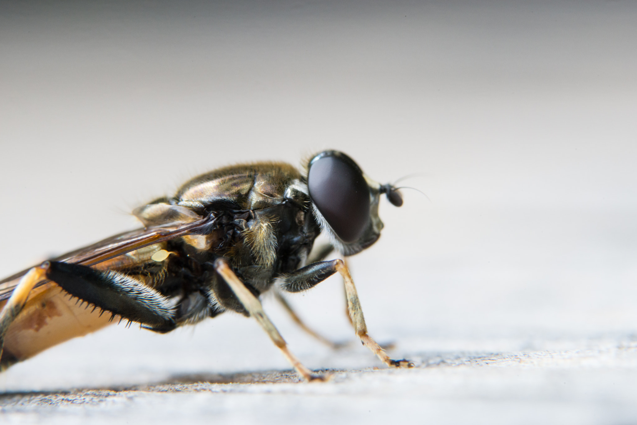 Sony a99 II + 90mm F2.8 Macro SSM sample photo. Fly photography