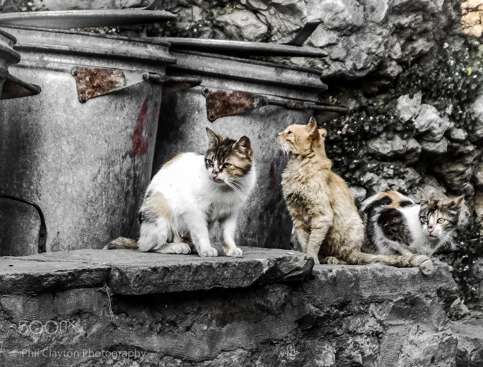 Sony ILCA-77M2 + Sony DT 18-55mm F3.5-5.6 SAM sample photo. Vagabond cats photography