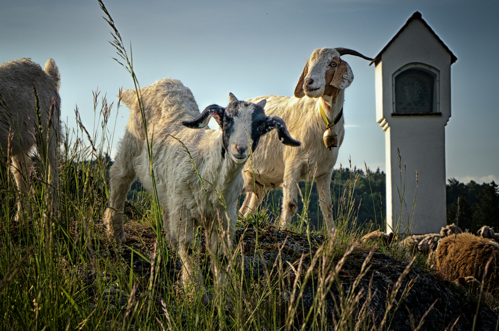 Sony Alpha NEX-5R + E 50mm F1.8 OSS sample photo. Goat buddys photography