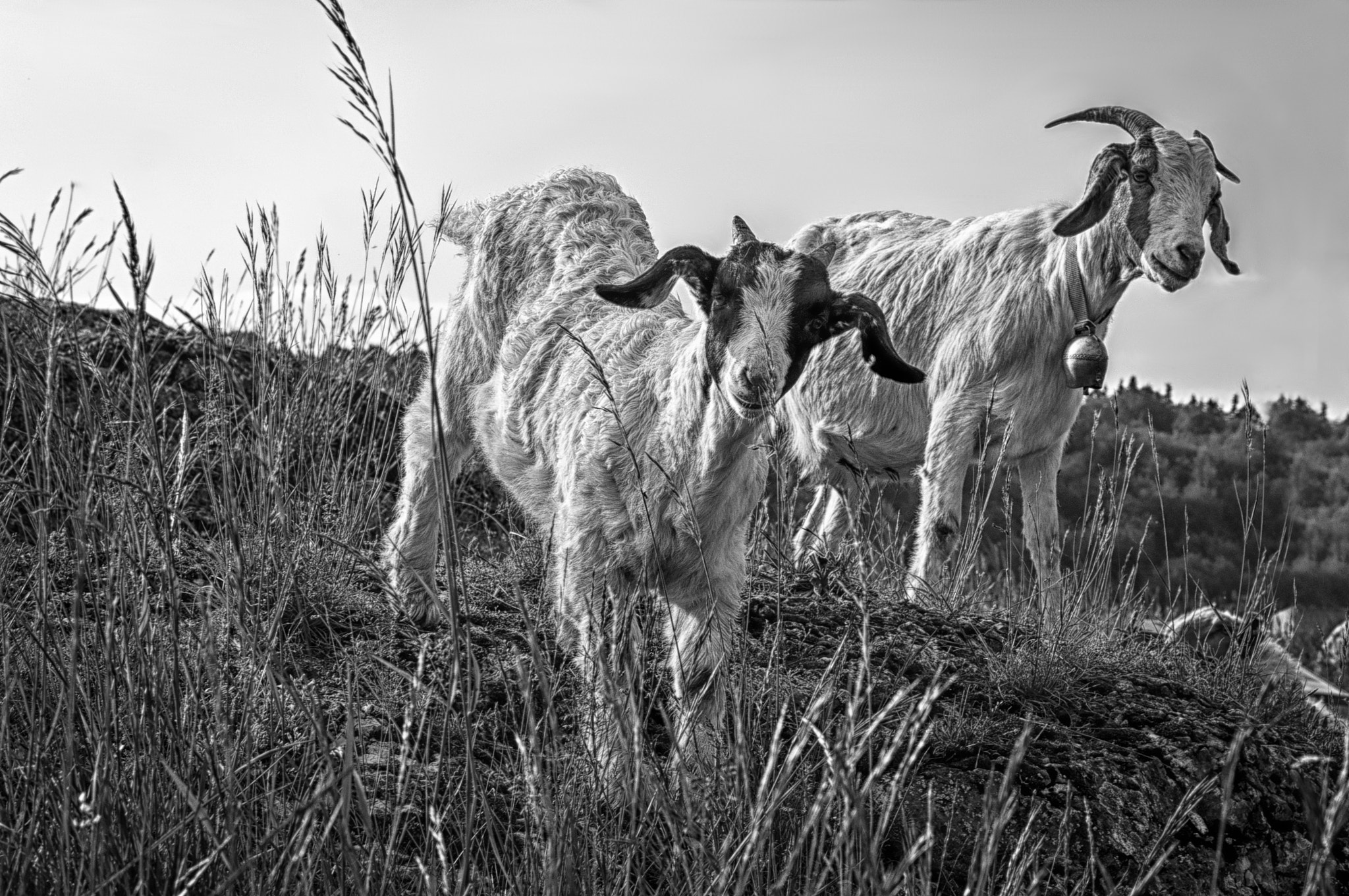 Sony Alpha NEX-5R + E 50mm F1.8 OSS sample photo. Goat buddys ii photography