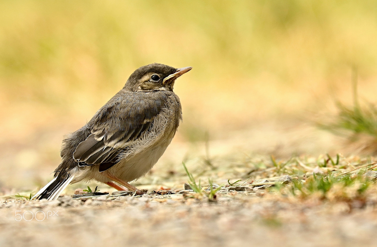 Canon EF 70-300mm F4-5.6L IS USM sample photo. Youthful wagtail photography