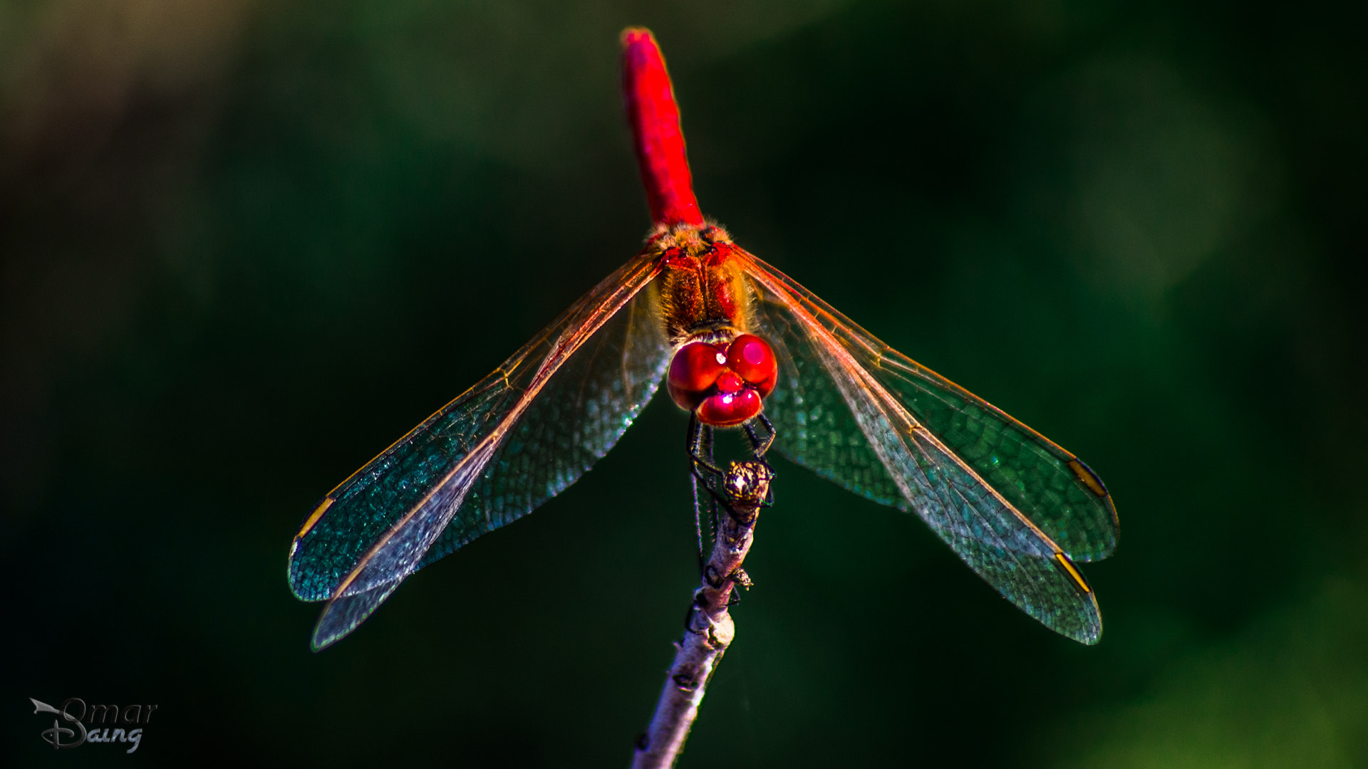 smc PENTAX-FA 100-300mm F4.7-5.8 sample photo. Sympetrum flaveolum - dragonfly-yusufçuk- 12 photography