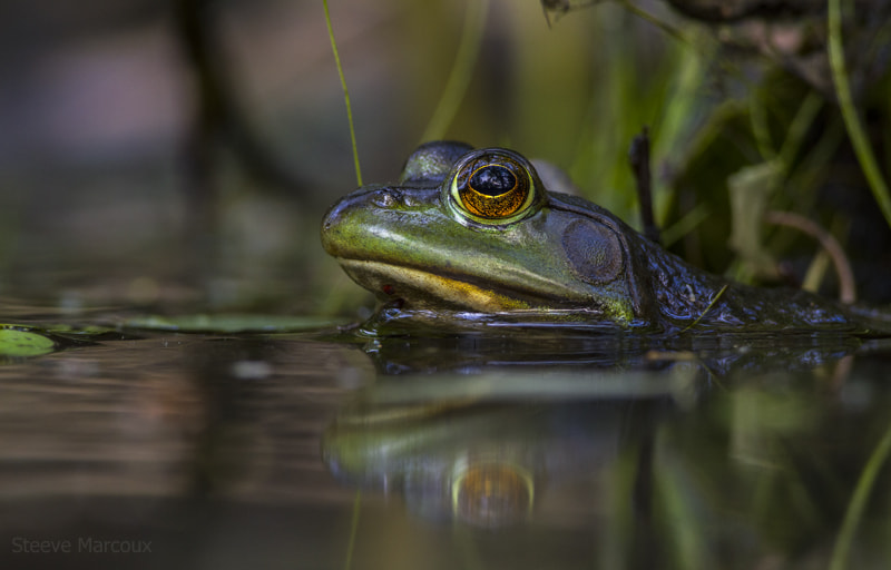 Canon EOS 7D + Canon EF 400mm F5.6L USM sample photo. Female green frog reflection photography