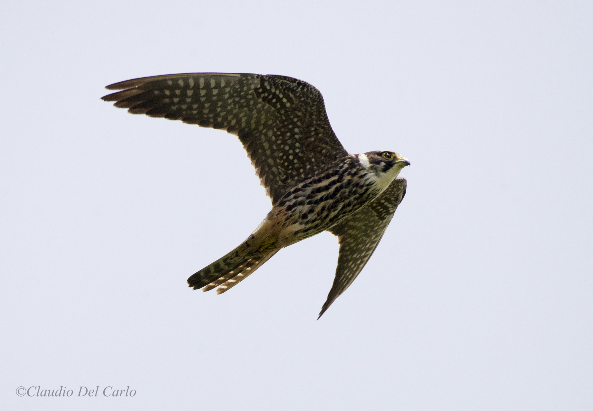 Sigma 150-600mm F5-6.3 DG OS HSM | S sample photo. 290516_1987.jpg photography