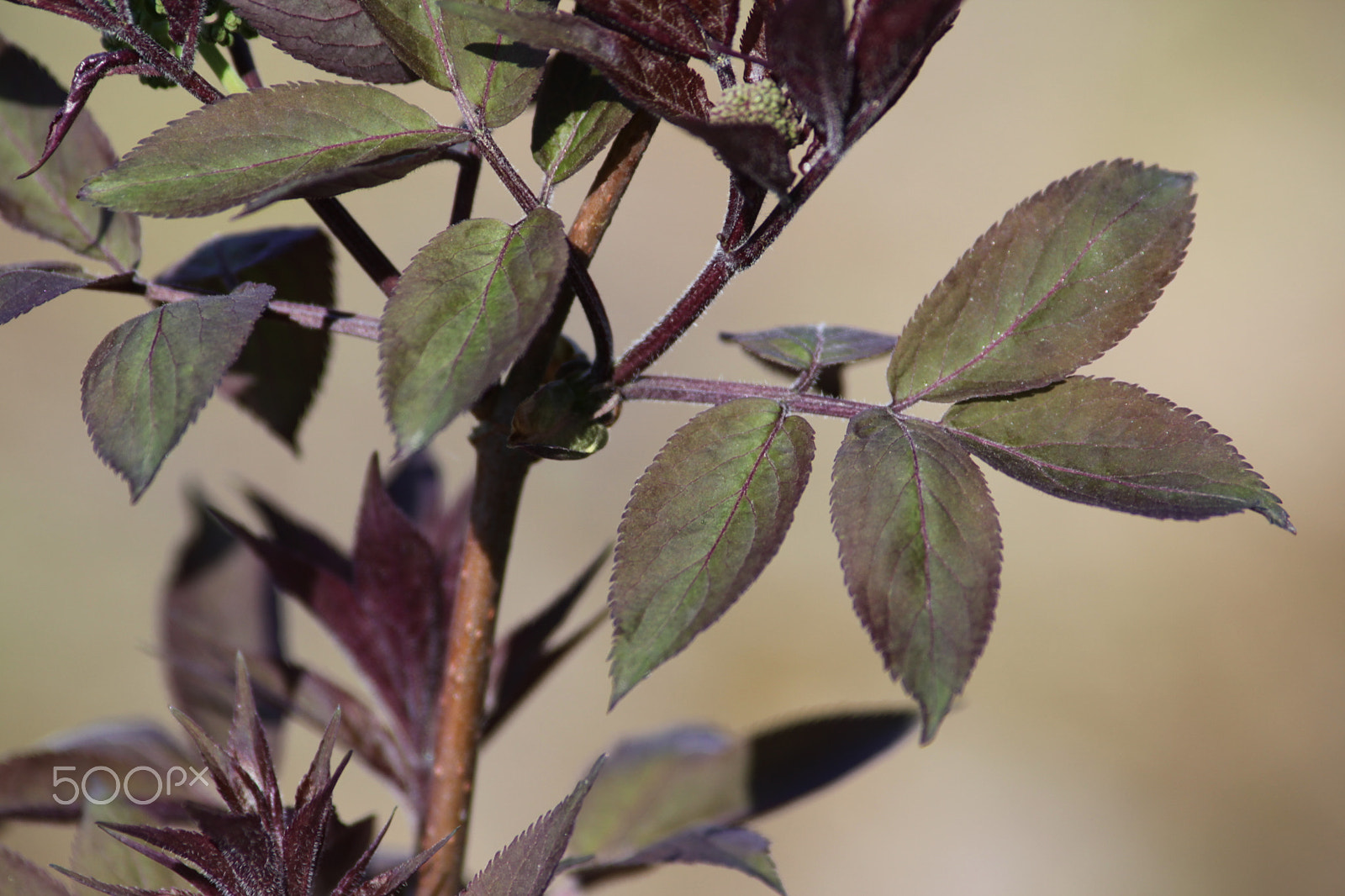 Canon EF 200mm f/2.8L II + 2x sample photo. Leaf, lehvä photography