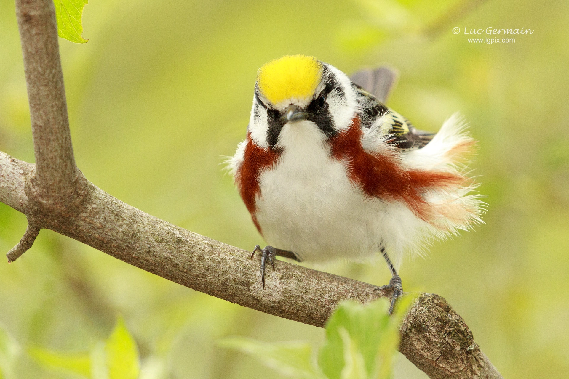 Canon EF 100-400mm F4.5-5.6L IS II USM sample photo. Grumpy warbler ! photography