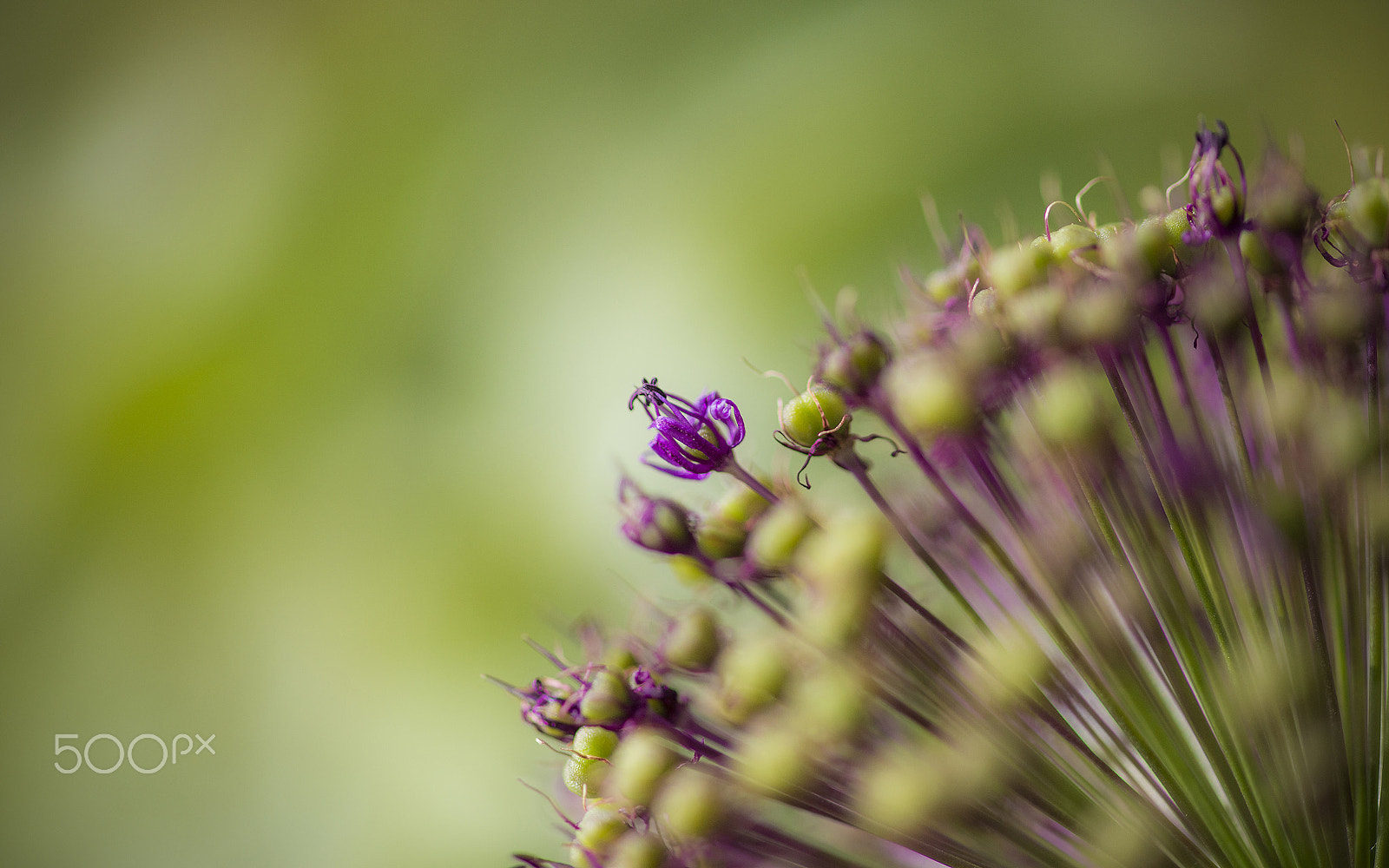 ZEISS Makro-Planar T* 100mm F2 sample photo. Different & unique photography