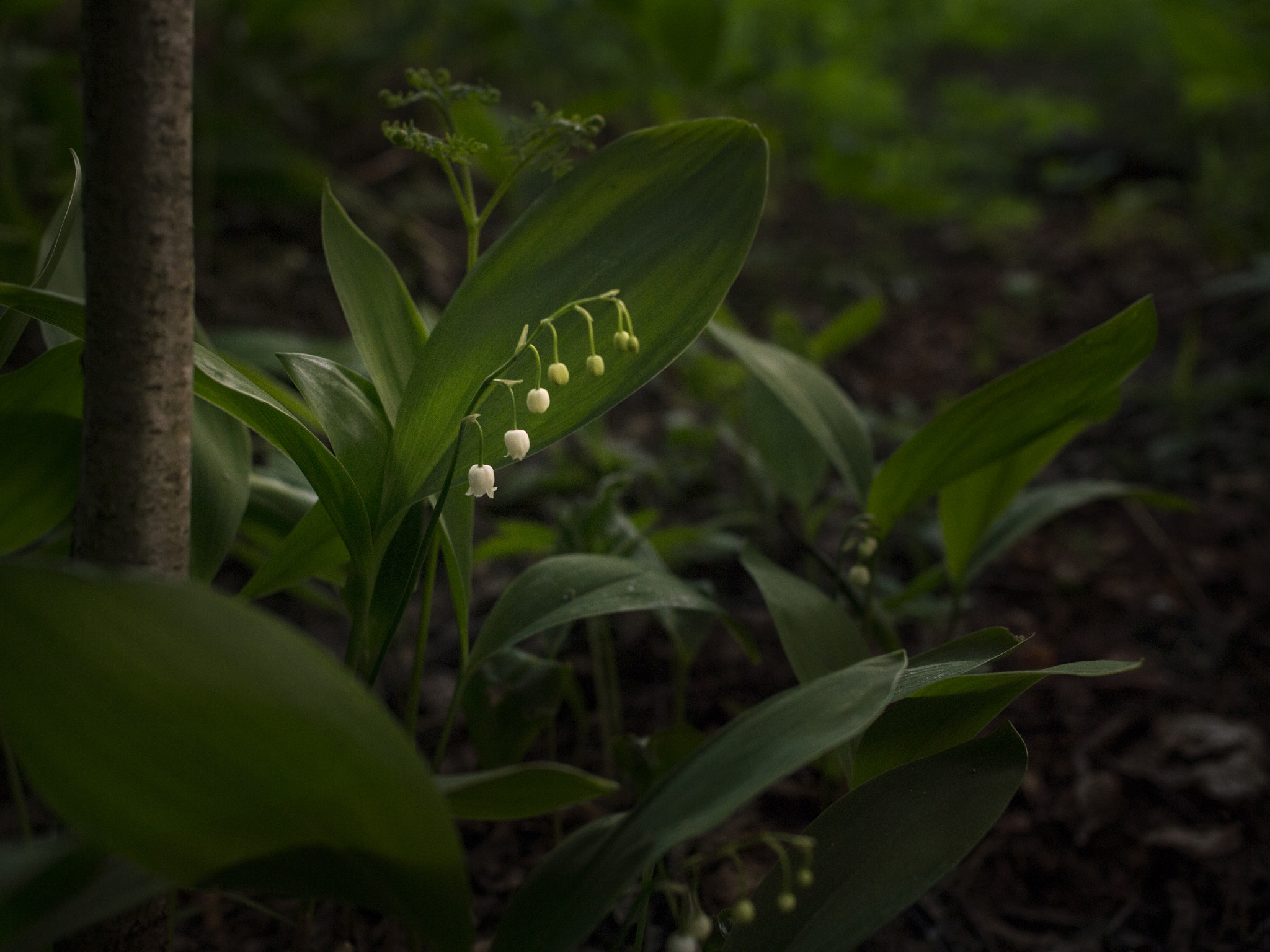 Olympus PEN E-PL3 + Olympus M.Zuiko Digital 25mm F1.8 sample photo. Magic wood photography