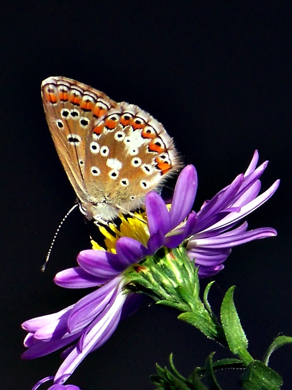 Kodak EASYSHARE Z8612 IS DIGITAL CAMERA sample photo. Butterfly  photography