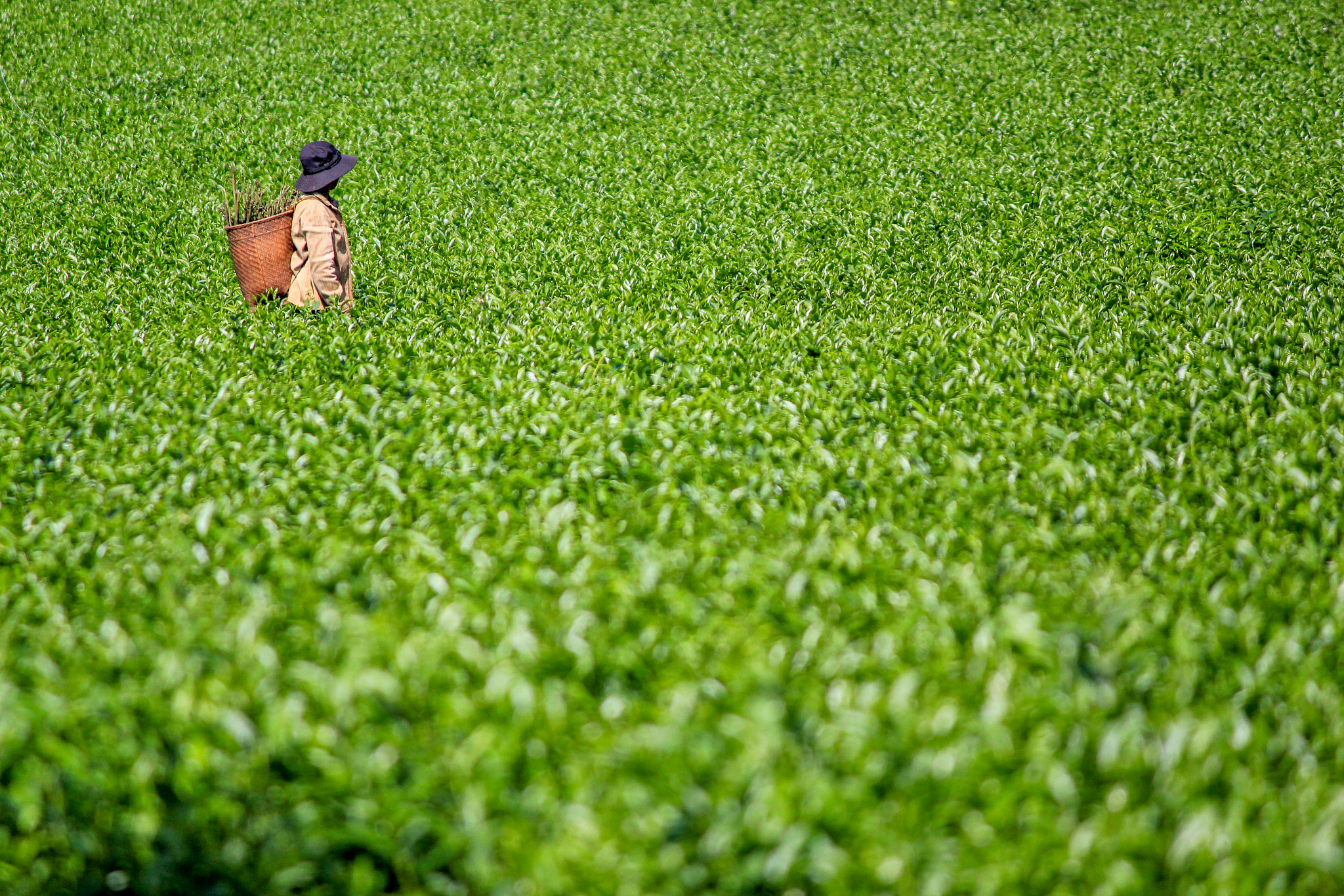 Canon EOS 550D (EOS Rebel T2i / EOS Kiss X4) sample photo. Woman in field photography