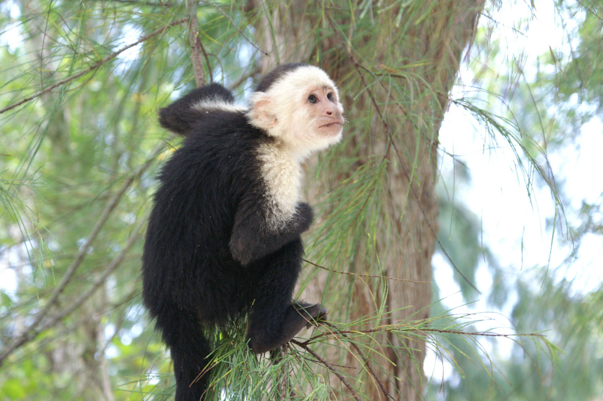 KONICA MINOLTA MAXXUM 5D sample photo. Visits from the locals photography