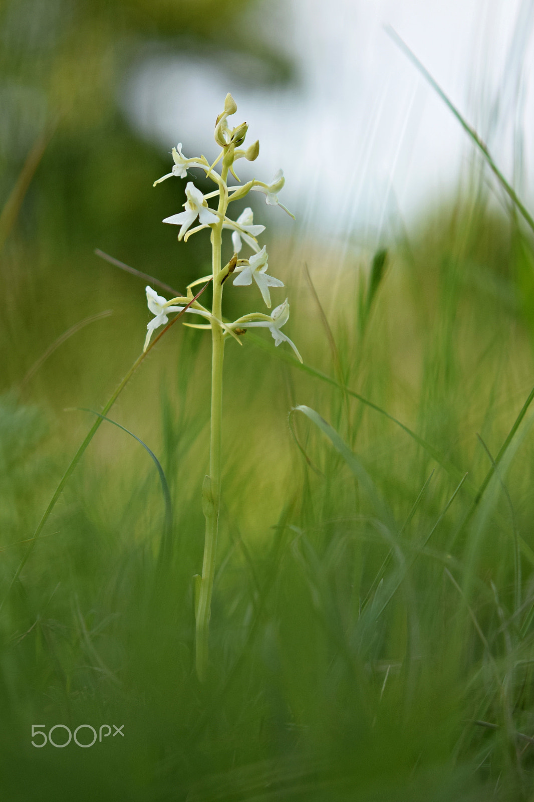 Nikon AF-S Micro-Nikkor 60mm F2.8G ED sample photo. Platanthera bifolia photography