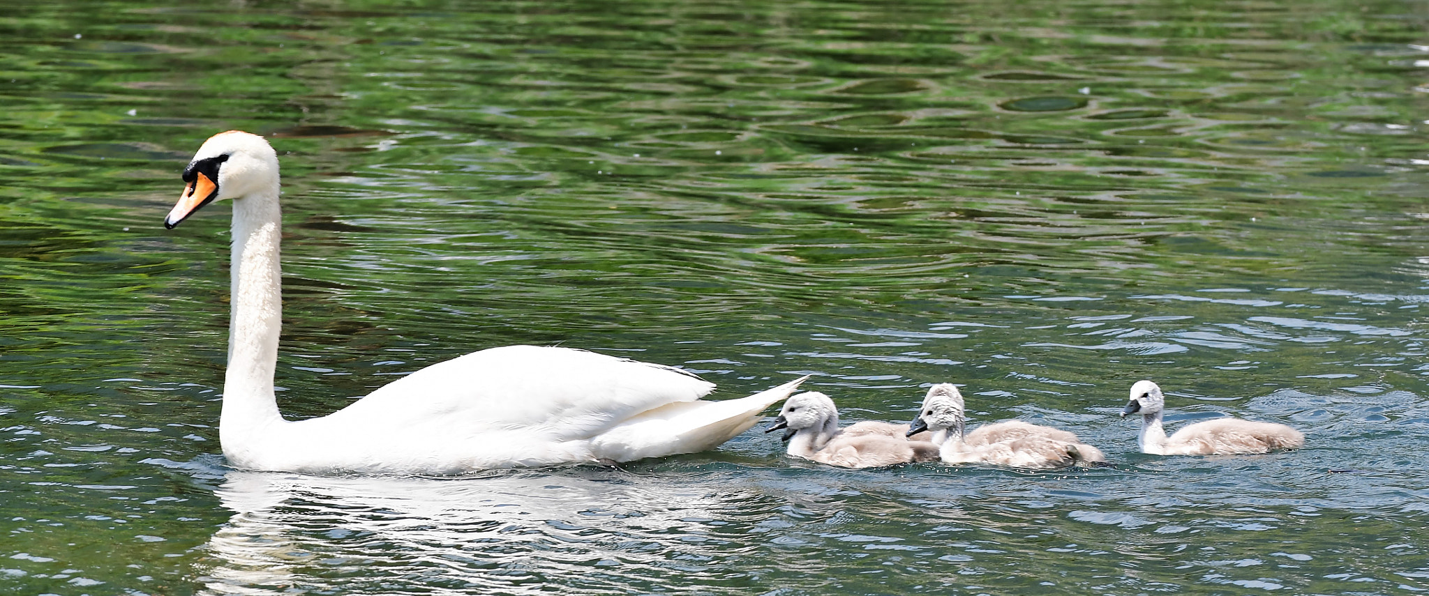 Nikon D500 sample photo. En balade... photography