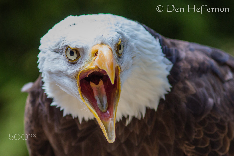 Canon EOS 60D + Canon EF 300mm F4L IS USM sample photo. American bald eagle (haliaeetus leucocephalus) 1 photography
