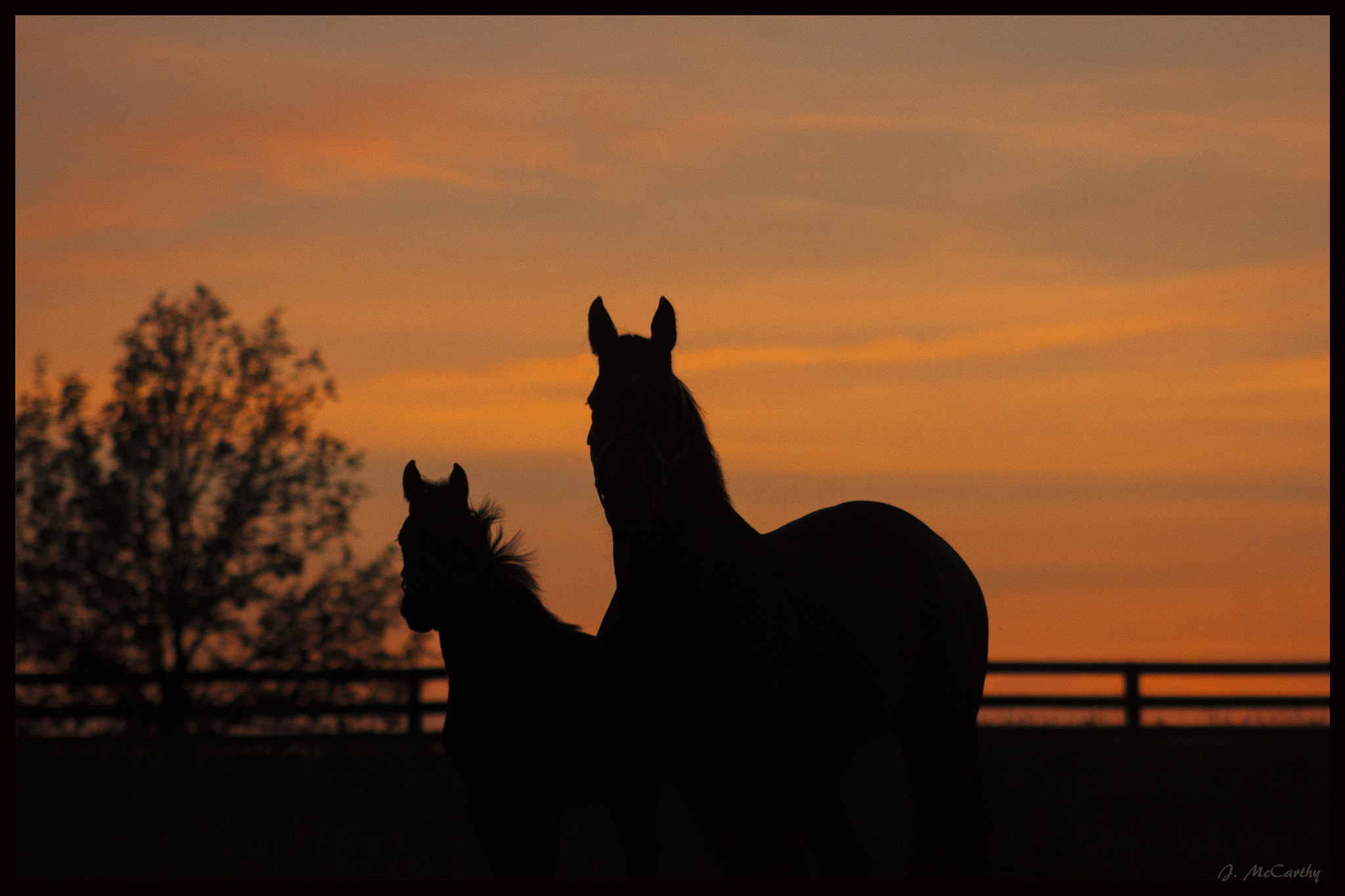Canon EF 75-300mm f/4-5.6 USM sample photo. Silouette mare and her foal photography