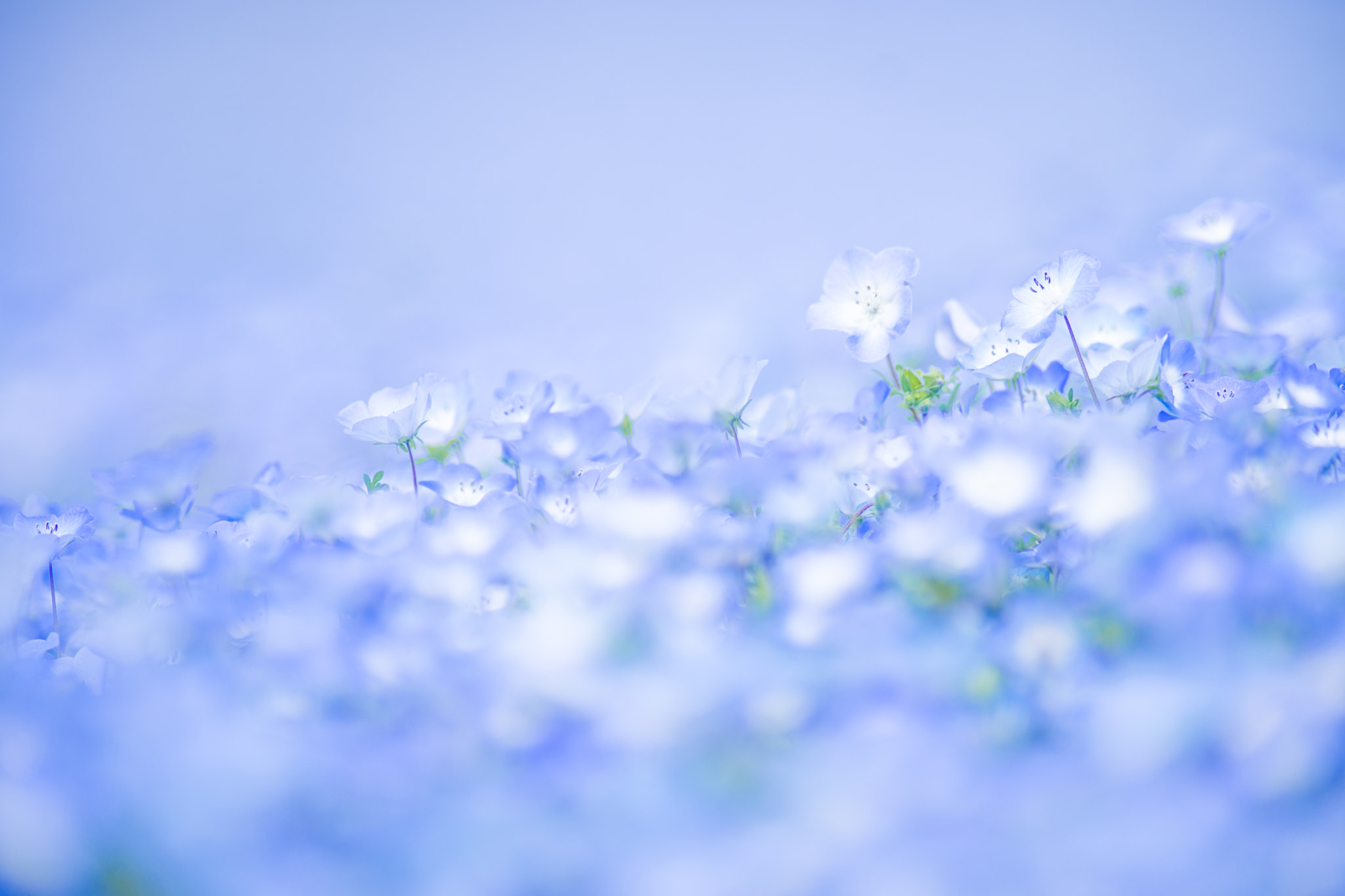 Tamron SP AF 300mm F2.8 LD IF sample photo. Melting blue,emerge blue photography