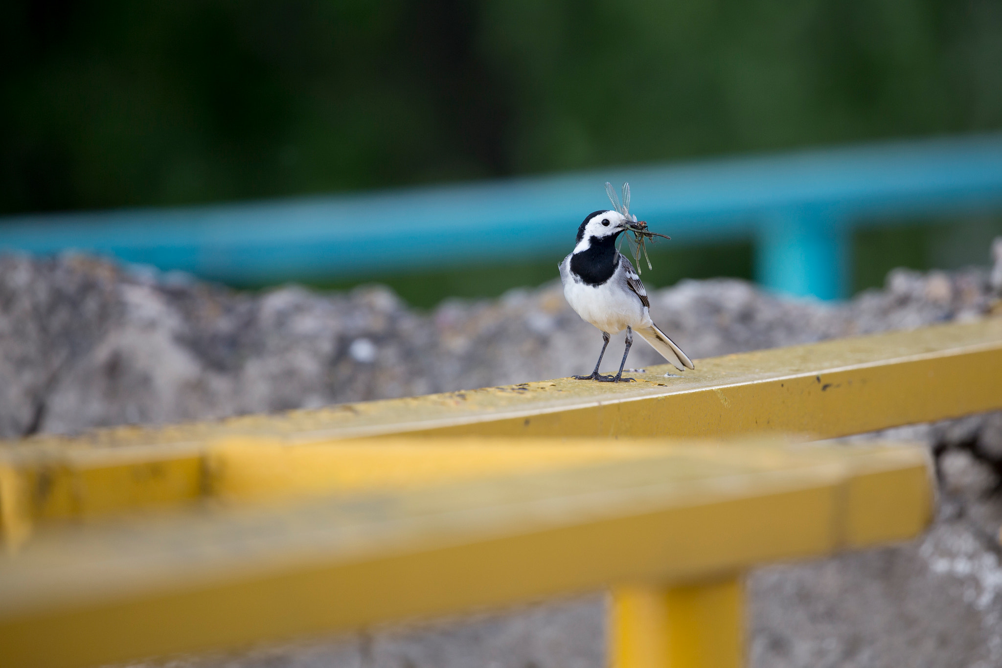Canon EF 100-400mm F4.5-5.6L IS II USM sample photo