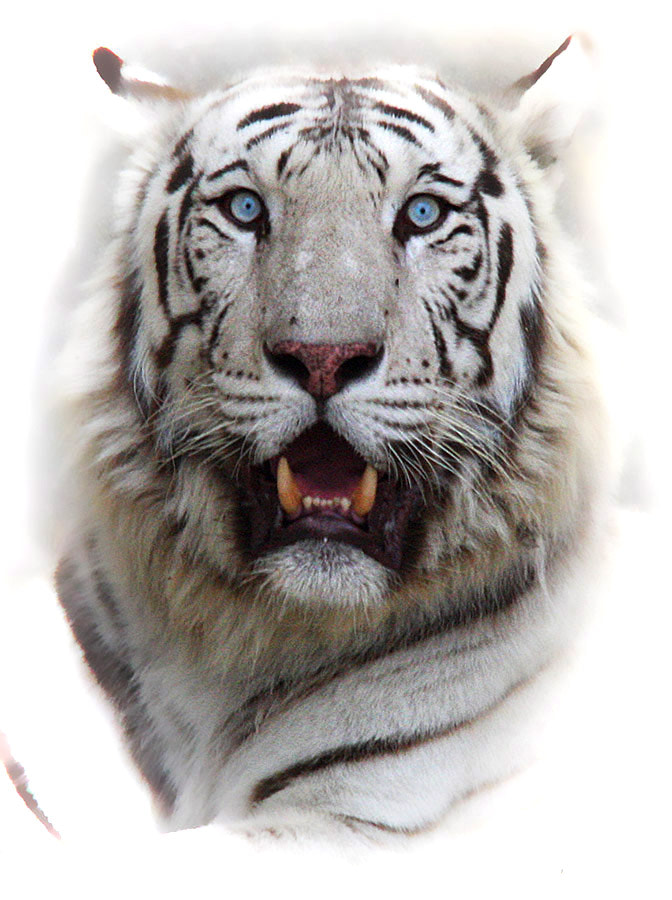 Sigma 150-500mm F5-6.3 DG OS HSM sample photo. White tiger photography