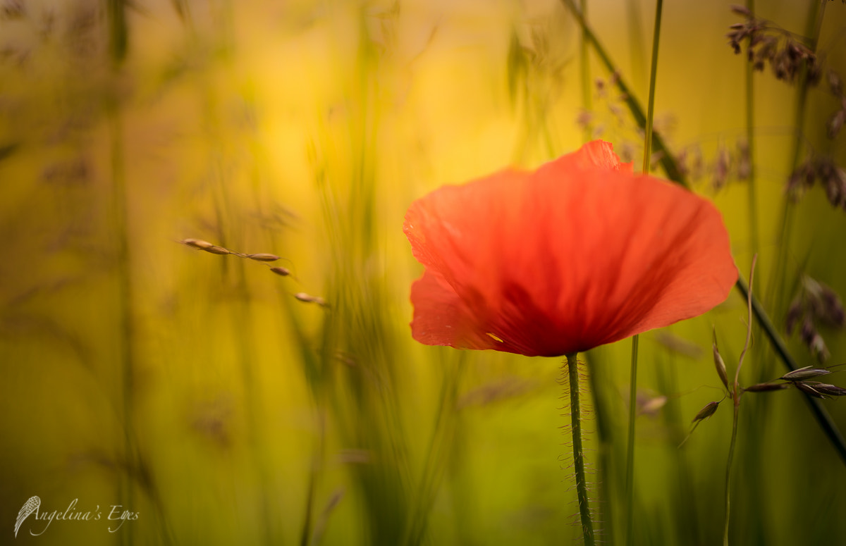 100mm F2.8 G SSM OSS sample photo. Poppy… ohhhh poppylein <3 photography