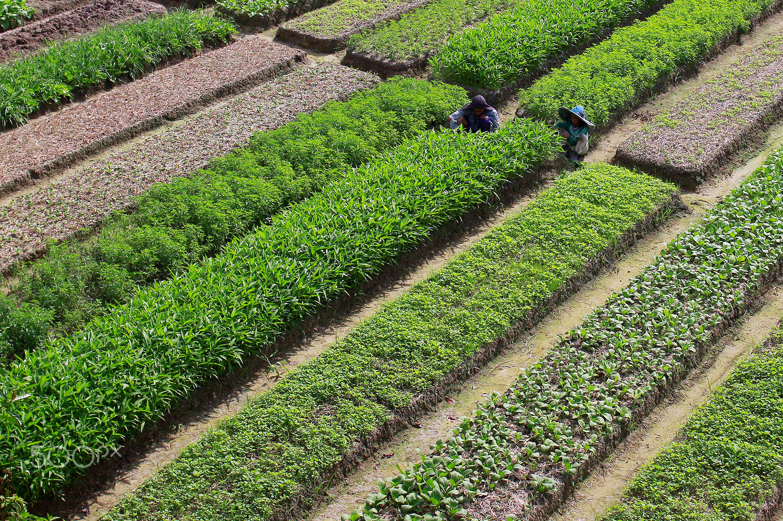 Canon EOS 50D + Canon EF 24mm F1.4L II USM sample photo. Farmer & vegetable garden photography