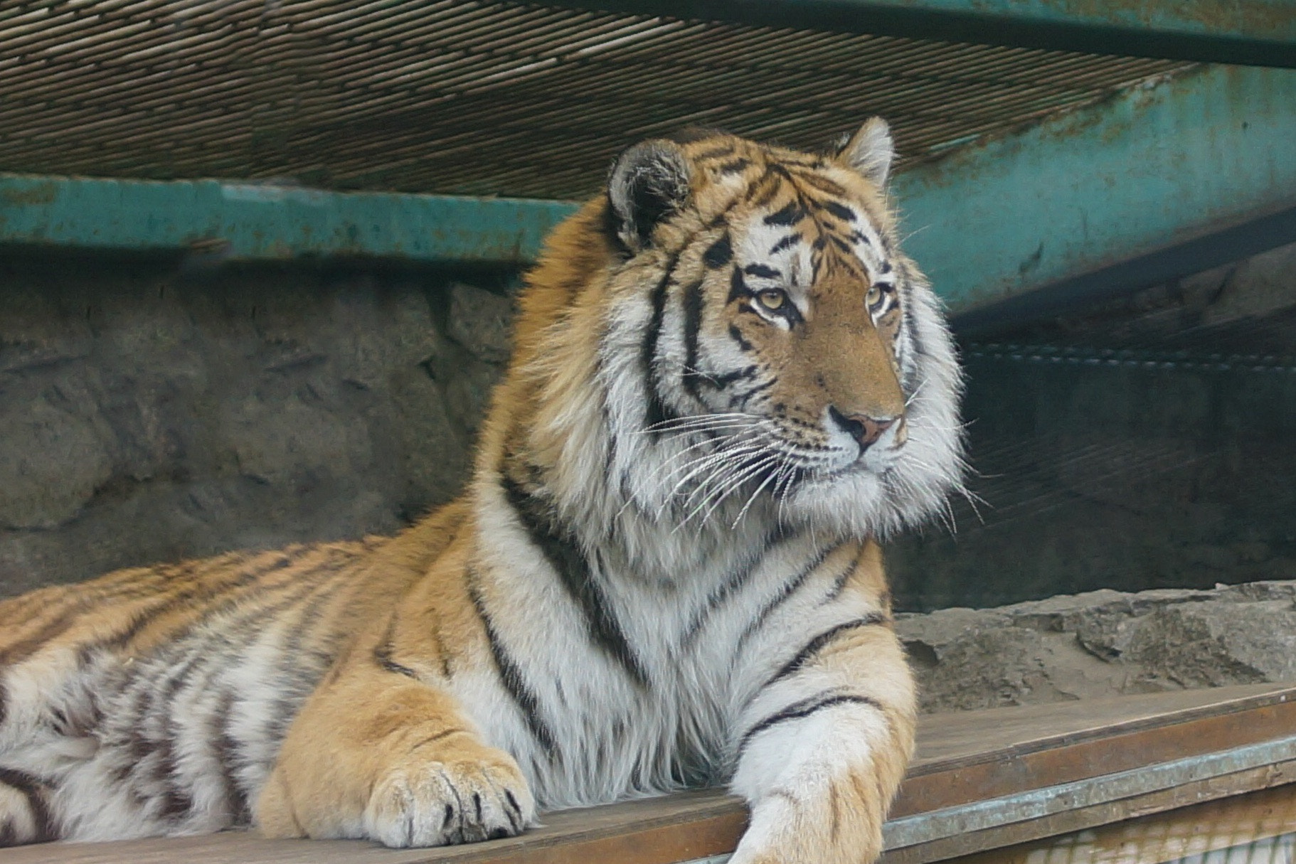 Sony SLT-A58 + Sony DT 35mm F1.8 SAM sample photo. Tiger's look in st.-petersburg zoo photography