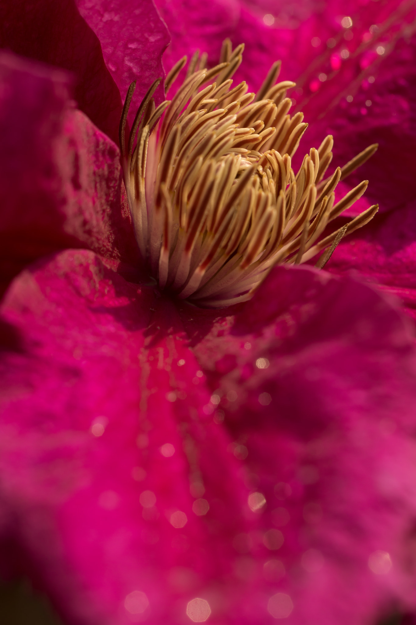 Sony SLT-A65 (SLT-A65V) sample photo. Bloem photography