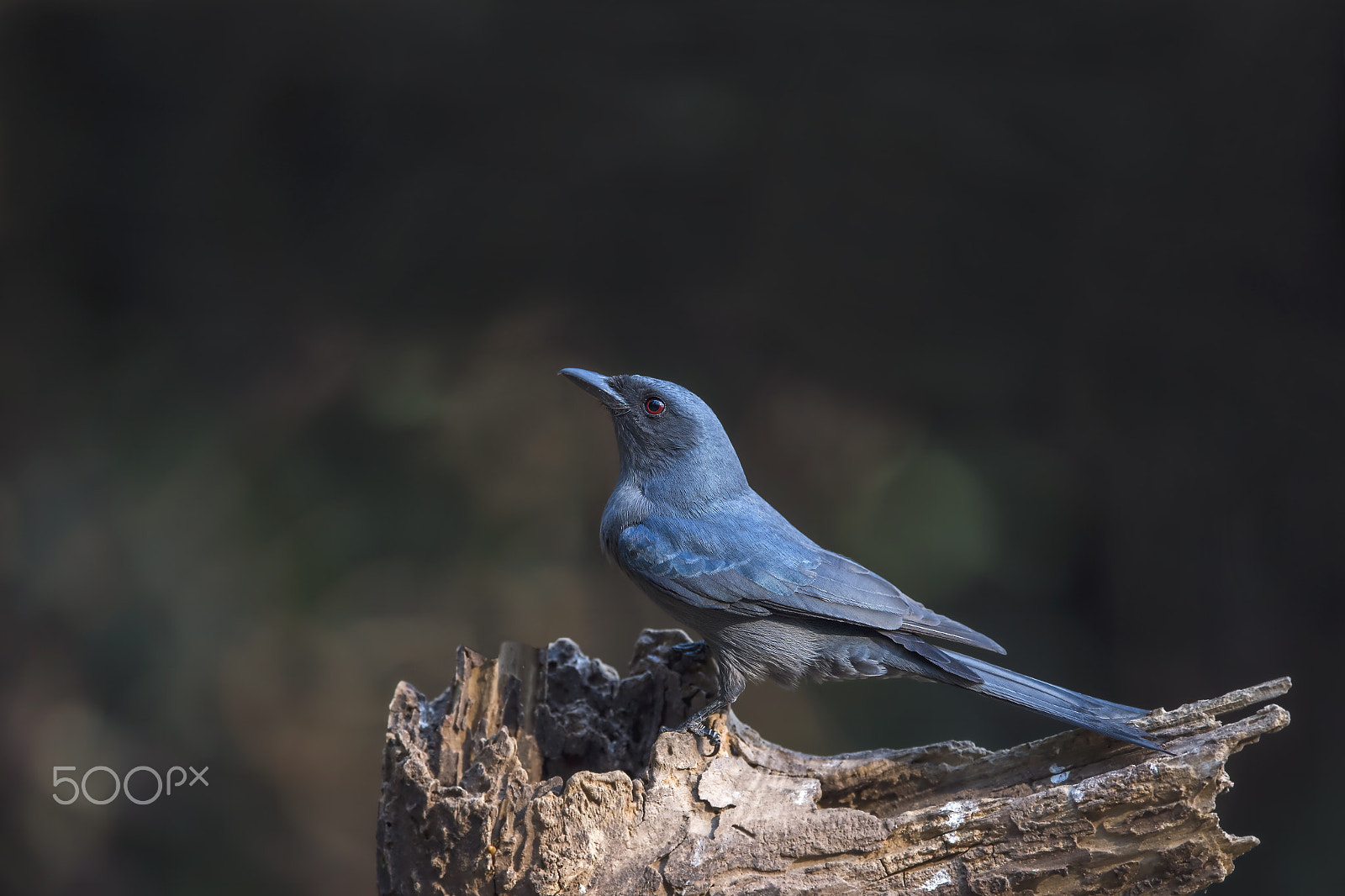 Nikon AF-S Nikkor 600mm F4E FL ED VR sample photo. Ashy drongo photography