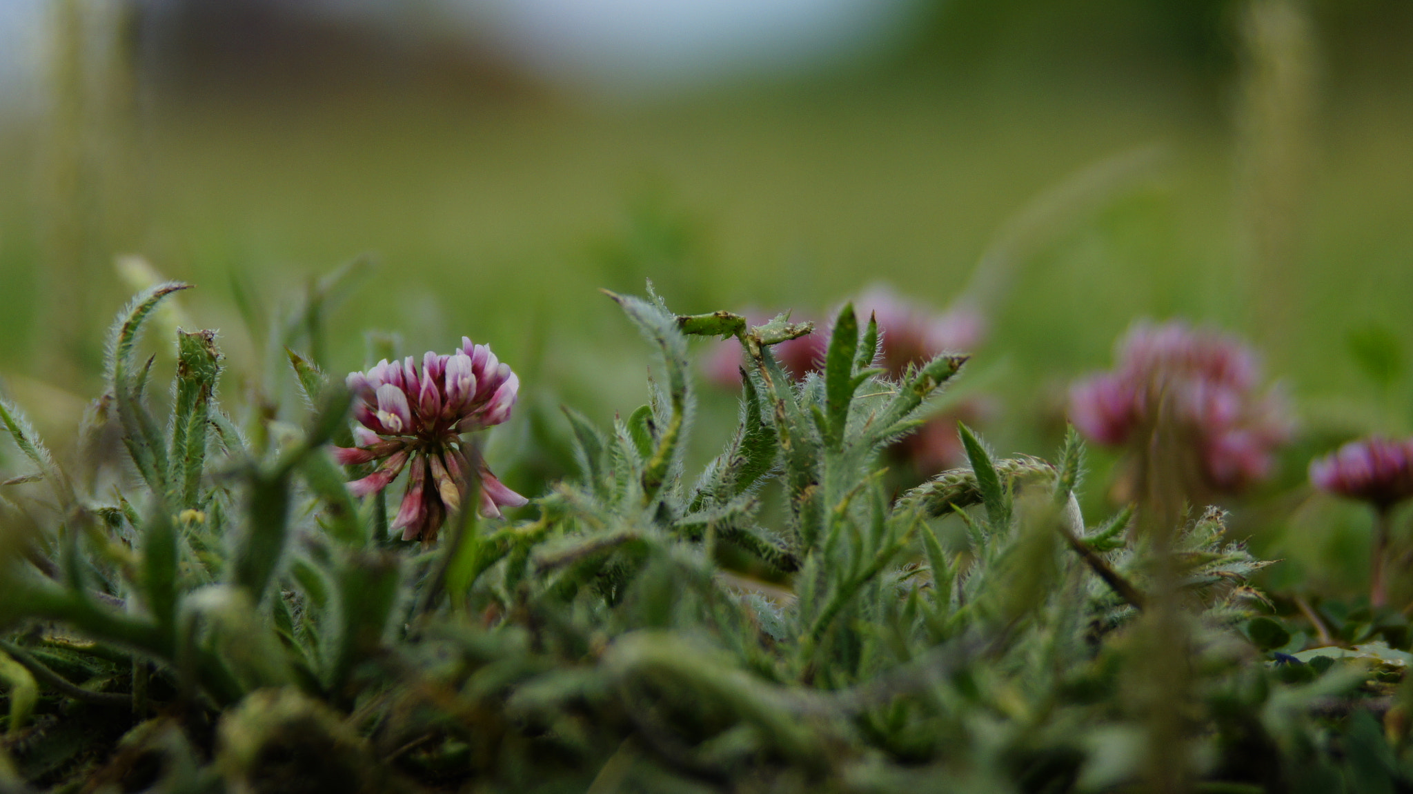 Minolta/Sony AF 24-105mm F3.5-4.5 (D) sample photo