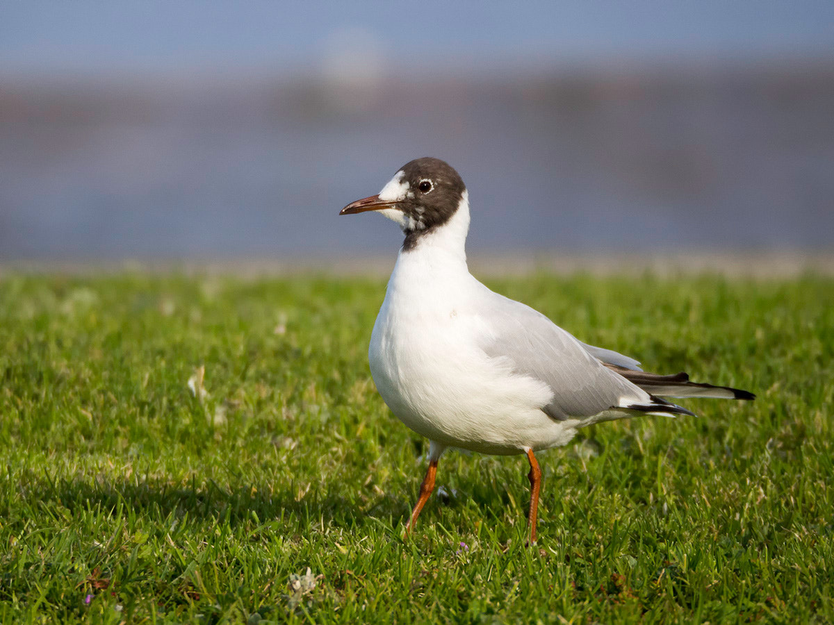 Olympus OM-D E-M10 sample photo. Chroicocephalus ridibundus photography