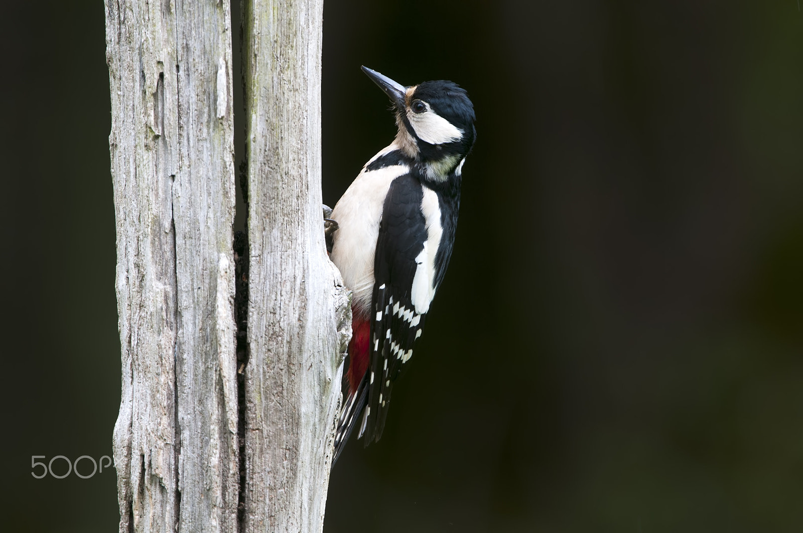 Nikon AF-S Nikkor 200-400mm F4G ED-IF VR sample photo. Dendrocopos major (hembra) photography