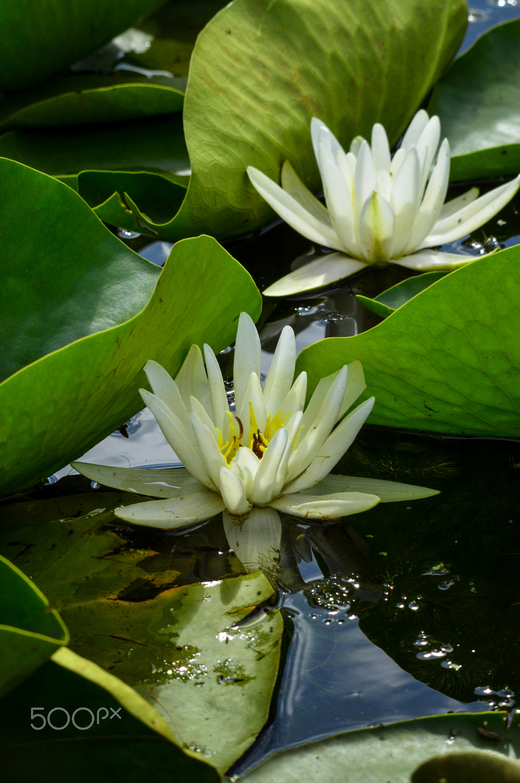 Nikon D3200 + Sigma 120-400mm F4.5-5.6 DG OS HSM sample photo. White water lily flower photography