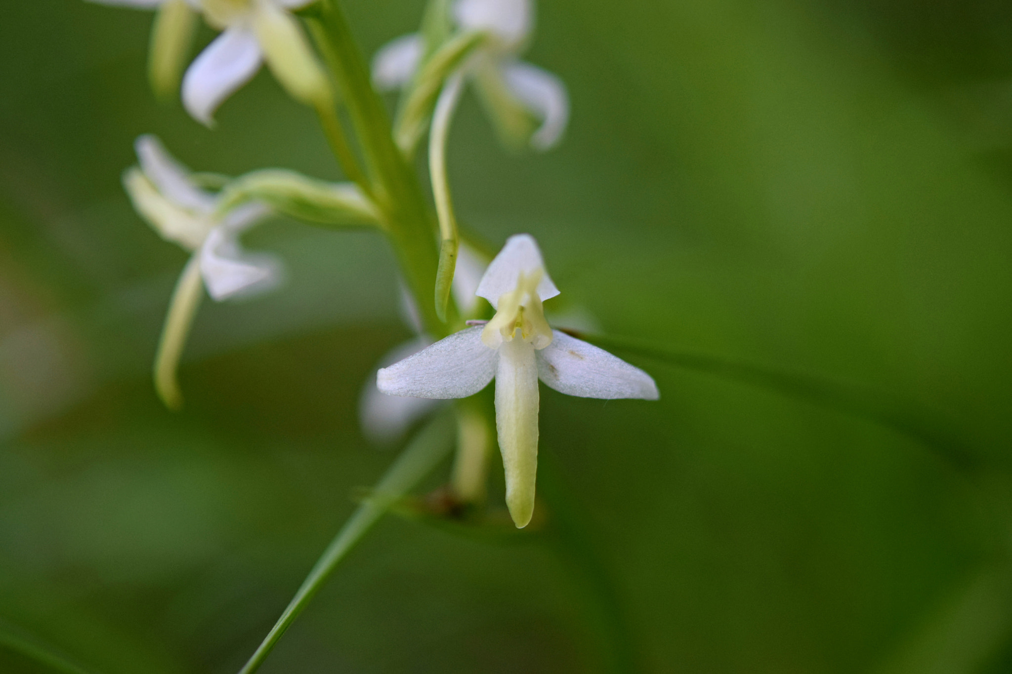 Nikon AF-S Micro-Nikkor 60mm F2.8G ED sample photo. Platanthera bifolia photography