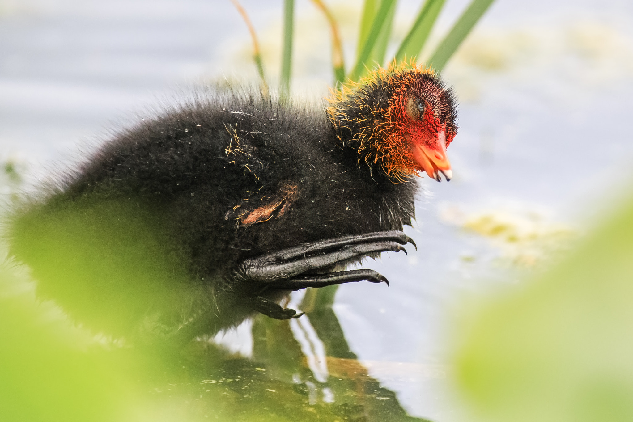 Canon EOS 6D + Canon EF 300mm f/2.8L + 2x sample photo. Giant feet photography