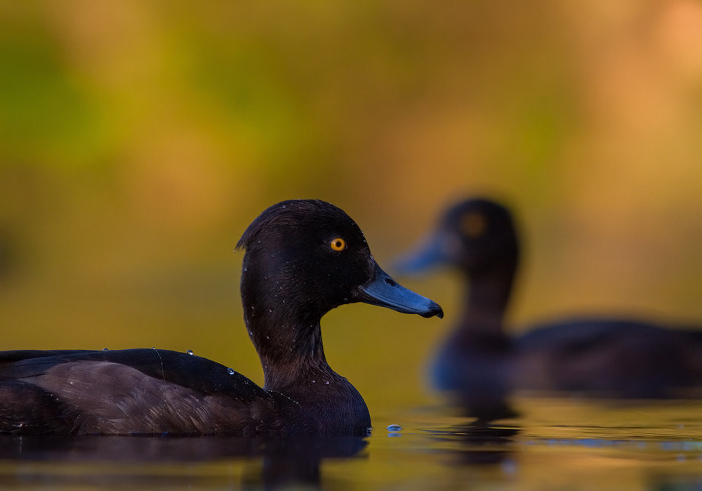 Canon EF 70-200mm F2.8L IS USM sample photo. Deja vu photography