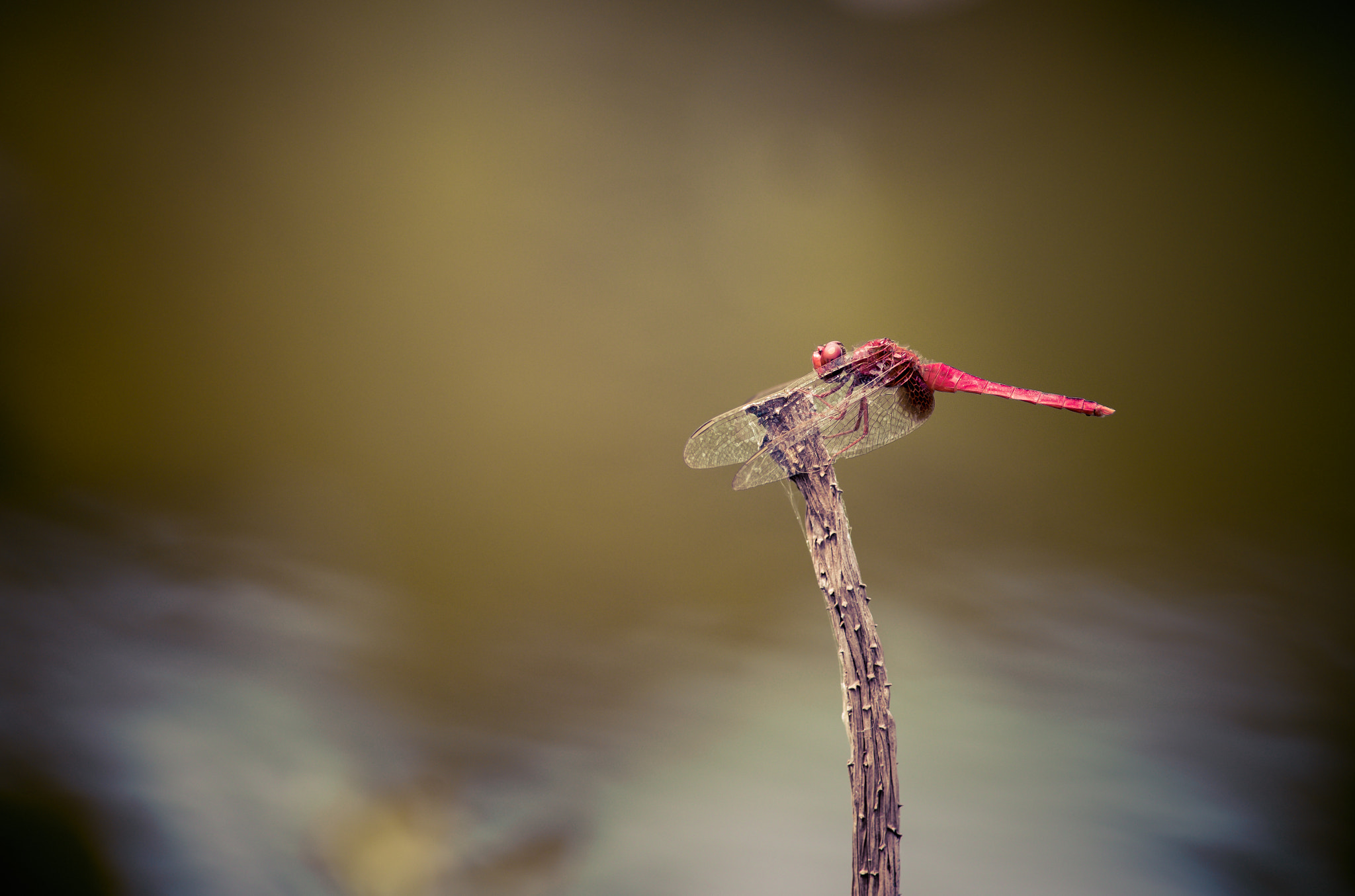 Nikon D610 + Nikon AF Nikkor 180mm F2.8D ED-IF sample photo. Red dragonfly photography