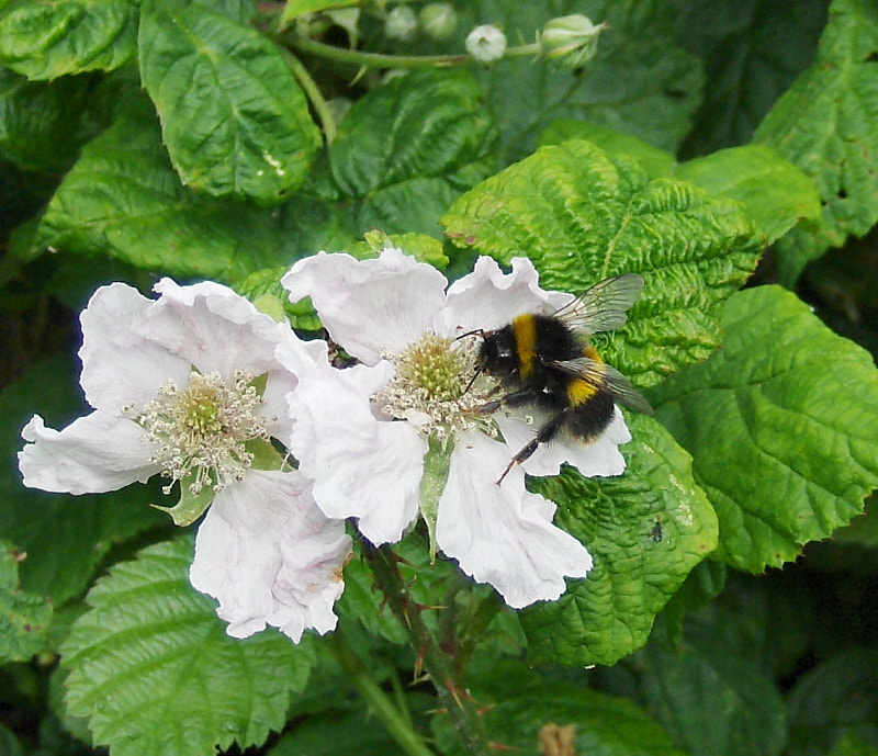 HP PHOTOSMART R927  (V01.00) sample photo. Bumble bee on bramble flowers photography