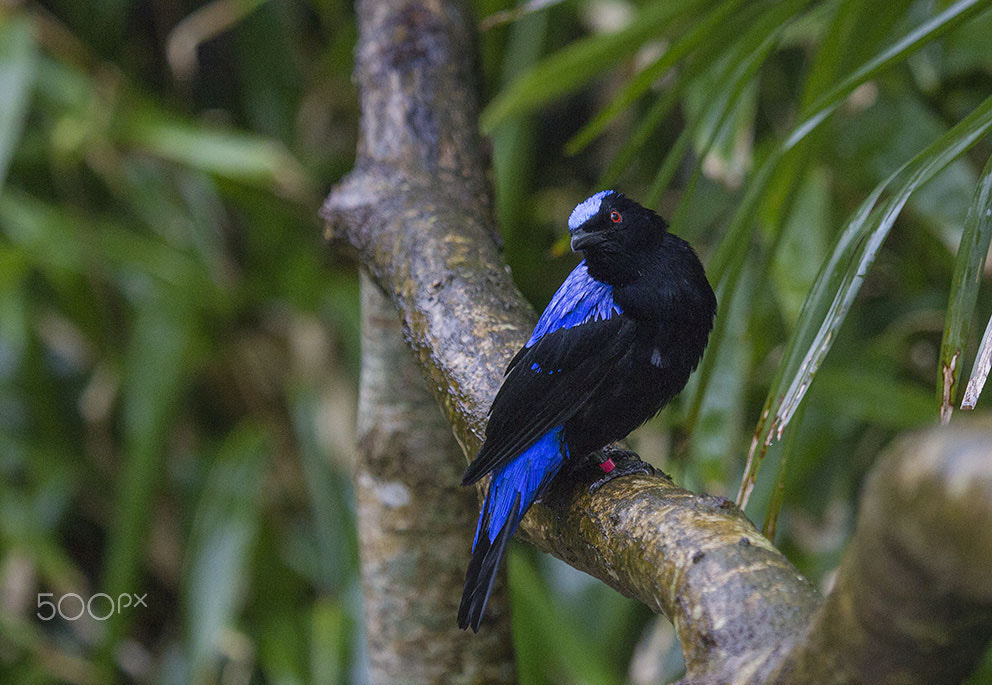 Canon EF 100-400mm F4.5-5.6L IS USM sample photo. Asian fairy bluebird photography