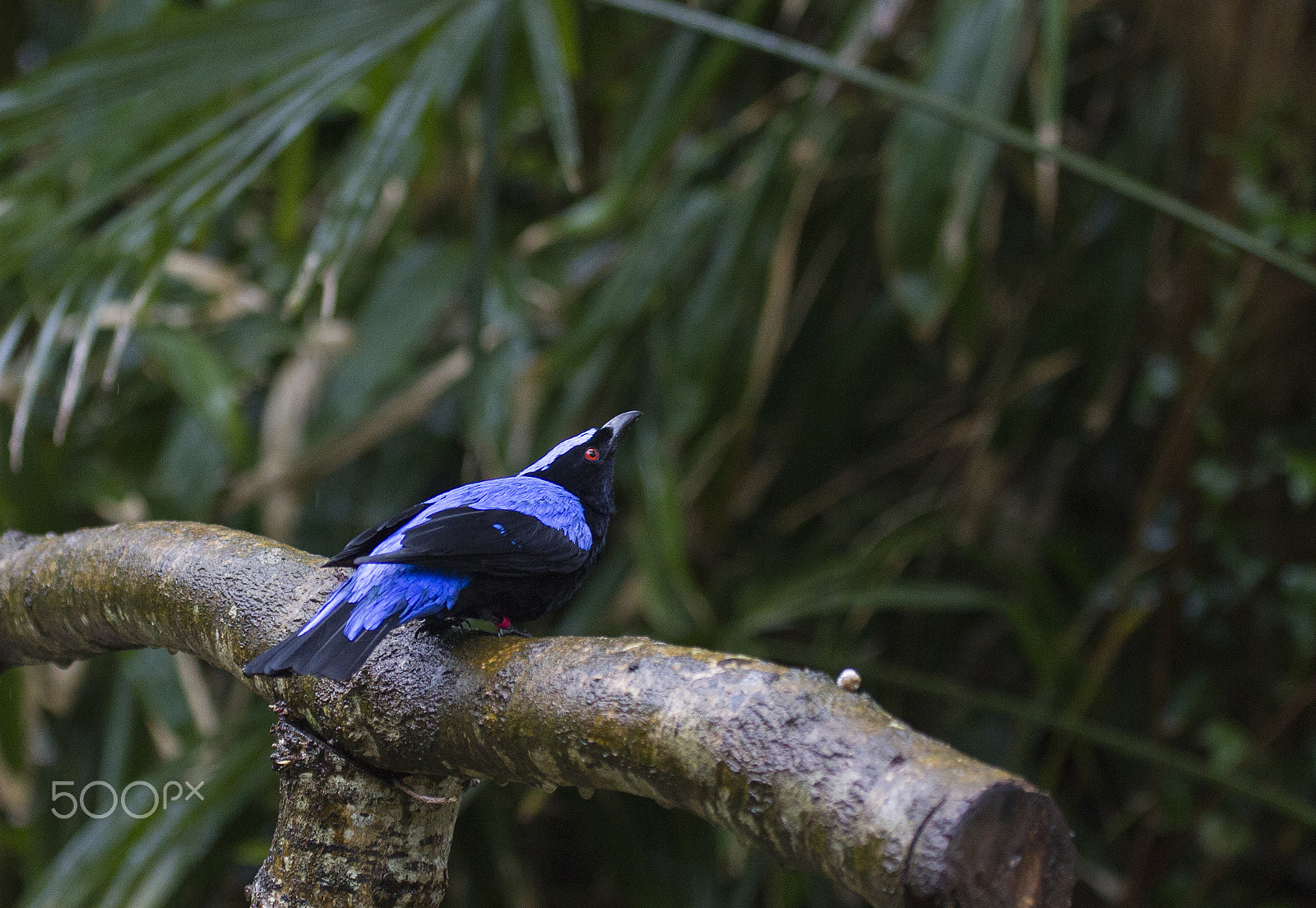 Canon EF 100-400mm F4.5-5.6L IS USM sample photo. Asian fairy bluebird photography
